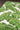 Green Polypropylene area rug 8' X 10' - close-up of pattern and texture