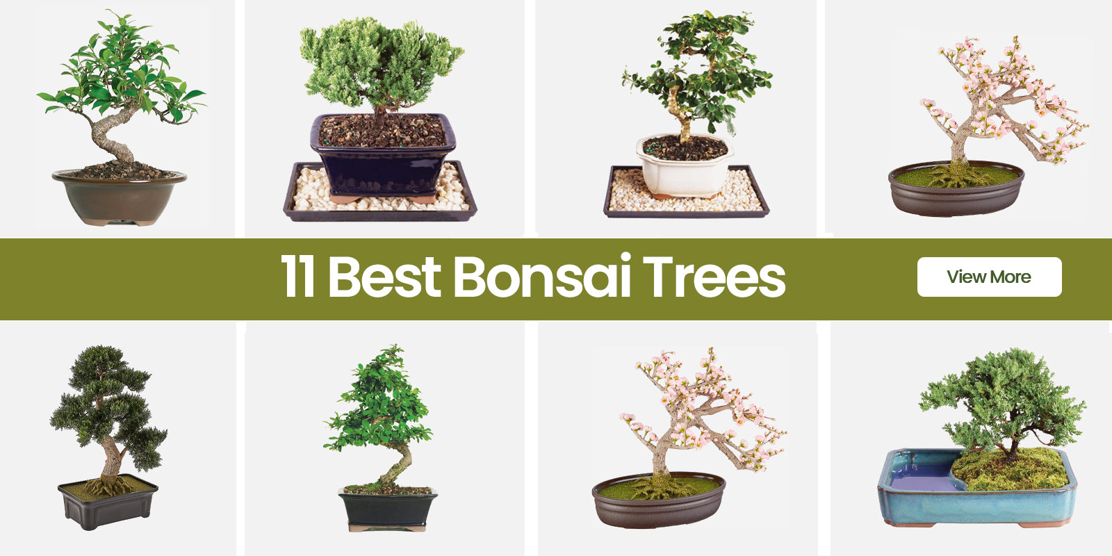 The 11 Best Bonsai Trees For 2023 RugKnots