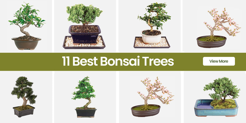 bonsai trees
