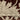 Oriental Weavers Capella CAP08 Rust Red and Beige Compact Bedroom Accent Floral Area Rug 3'3" x 5' — close-up of the woven pattern
